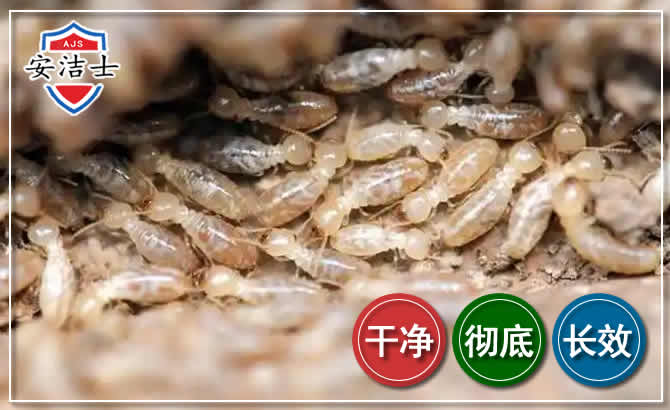 椒江区白蚁防治