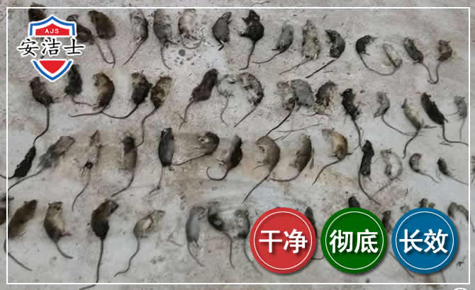 椒江区鼠害防治-灭鼠