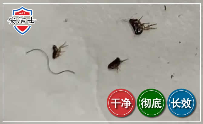 椒江区跳蚤防治-灭跳蚤