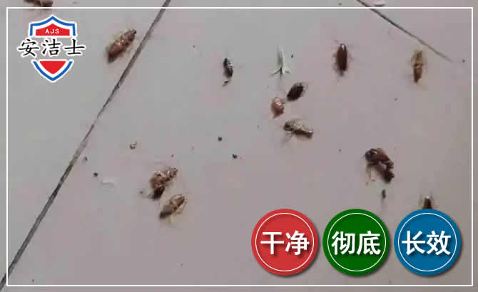 椒江区蟑螂防治-灭蟑螂