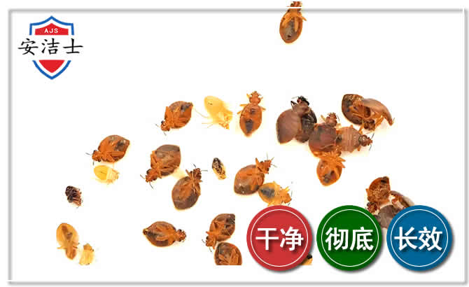 椒江区臭虫防治-消灭臭虫